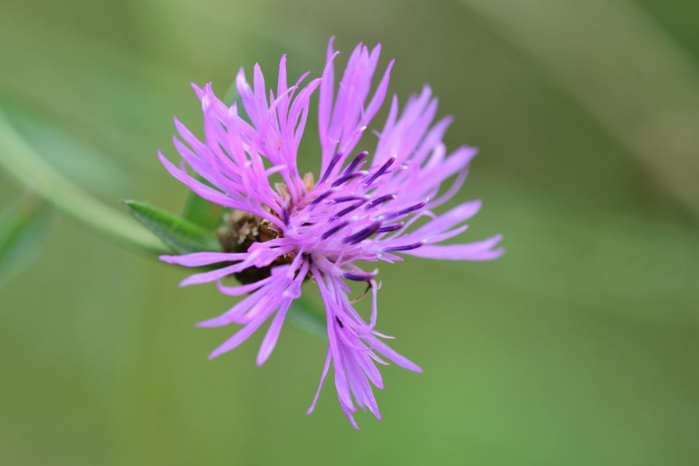 Nahaufnahme einer lila Wiesen-Flockenblume vor einem verschwommenen grünen Hintergrund.